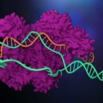 CRISPR wird dazu beitragen, genetische Krankheiten zu heilen, die bisher unheilbar waren