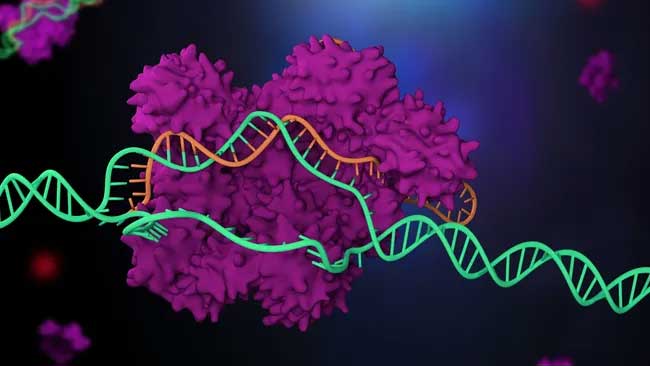 CRISPR Will Allow to Cure Genetic Diseases That Were Previously Incurable