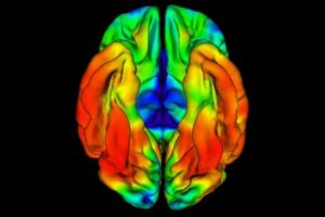 La reeline et la dopamine sont des composants essentiels pour la prévention de la maladie d’Alzheimer