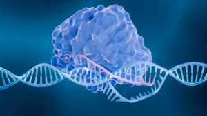 Fanzor es el primer sistema similar a CRISPR descubierto en formas de vida complejas